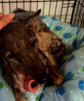 N2811047 little stray dog showed up at my doorstep. He was so skinny pit part2