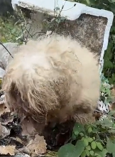 N2811048 poor stray dog was wandering on side of road when saw part2