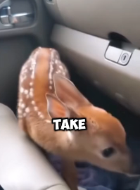 N2311024 Rescue deer trapped by snake_part2