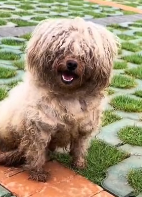 N2911001 Rescue stray dogs #rescue part2