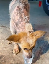 N2911002 Rescue stray dogs #rescue #cute part2