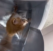 N2911003 Rescue stray cats #rescue #cute part2