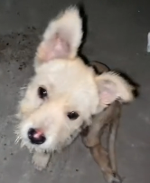 N2911004 Rescue stray dogs part2