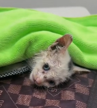 N2911005 Rescue stray cats #rescue part2