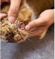 N2911006 Rescue stray cats #rescue #cute #helpanimals part2