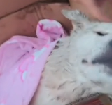 N2911007 Rescue stray dogs #rescue #cute part2