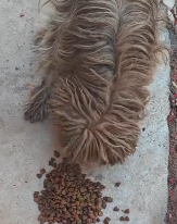 N2911008 Rescue stray dogs #rescue #cute part2