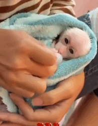 N2311023 Rescue baby monkey part2