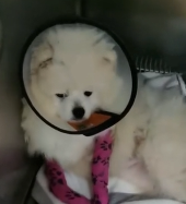 N2911010 Rescue stray dogs #rescue #cute #helpanimals part2