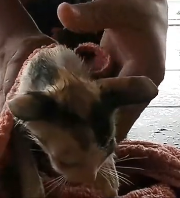 N2911012 Cat left floating in ditch was luckily rescued #animal part2