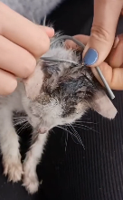 N2911013 Cat stuck around neck was luckily saved #animal part2