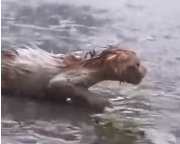 N2911014 Cat walking under wet coin lucky to be saved part2