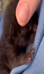 N2911015 Lost kitten lucky mother gets hepl ending part2