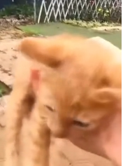 N2911016 Kitten trapped in car luckily rescued #animal #rescueanimals part2