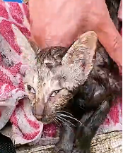 N2911017 Cat fell into deep mud was luckily saved by man part2