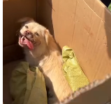 N2911019 saw dog blood on its face, sitting in grass part2