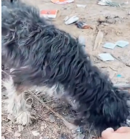 N2911020 found stray dog an arrow stuck in it back part2