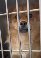 N2911021 Poor stray dog #rescuedog #help part2