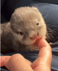 N2311030 My dog founds tiny otter part2