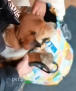 N2911022 Rescue abandoned dogs#dog #dogsoftiktok part2