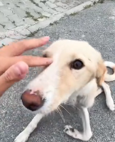 N2911023 stray dog survival rebirth#dog #rescuedog #dogslove #help part2