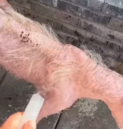 N2911024 Helping an Injured Stray Dog Recover part2