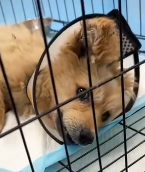 N2911025 Rescue stray dogs#dog #dogsoftiktok part2