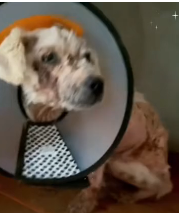 N2911026 Rescue stray dogs#dog #dogsoftiktok #straydog part2