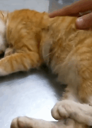 N2911027 Cat stuck in high place was lucky to be saved part2