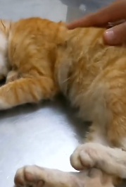 N2911027 Cat stuck in high place was lucky to be saved part2