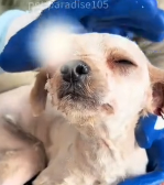 N2911028 Transformation of Stray Dog#dogs part2