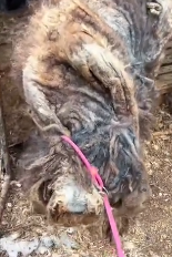 N2911029 Rescuing Dog Held in Captivity#dogs part2