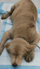 N2911030 Rescue Labrador#dogs #dogsoftiktok part2