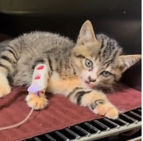 N2311029 saw stray cat being bullied by pack of stray dogs immediate…_part2