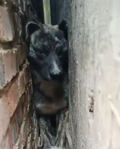 N2911033 Rescue trapped dogs #rescuedog #cutedog…part2