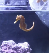 N2911034 kind couple found stranded seahorse adopted it part2