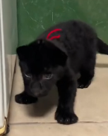 N2911035 kind man rescued an abandoned weak black panther cub part2