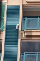 N2911036 Rescue stray cats #cat #catsoftiktok #poorcat_part2