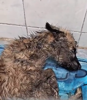 N2911037 #dog #rescuedog #poordog #dogsoftiktok #fyp_part2