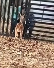 N2911038 Cute baby deer #deer #babydeer part2