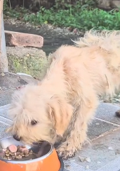 N2911039 found puppy in an abandoned market in minus degrees Celsius_part2