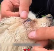 N2911042 man rescues poor dog landfill #dog #dogsoftiktok #puppytikto part2