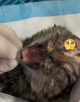 N2911043 saw stray cat being bullied by pack of stray dogs immediate…_part2