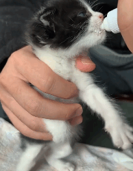 N2311028 One night, little cat came to me help.It so pitiful.I decided…_part2