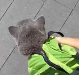 N2911044 found an injured, abandoned cat.Flies were swarming around its body…_part2