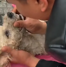 N2911045 mother dog wasn moving at all, as if she had no life left.I imm…_part2