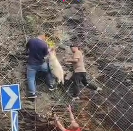 N2911046 saw little lamb hanging upside down on mountain, ll go save…_part2