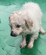 N2911048 found little dog had fallen into water.I jumped into the…_part2