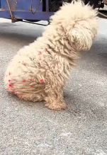 N2911050 puppy who craves #Tiktok #foryou #dog #pet #story #fyp_part2