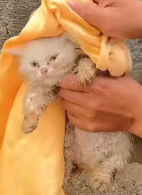 N3011049 Two poor abandoned cats ending #cat #rescuecat part2